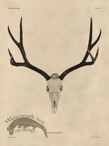 Tan Bones 10 Mule Deer